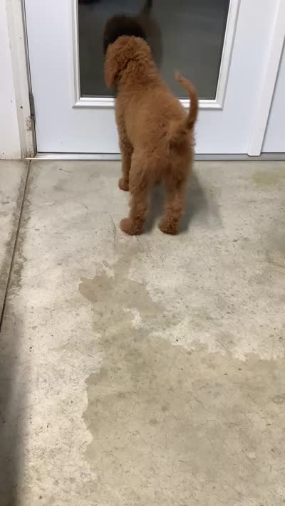 Rascal - F1b standard , a male Goldendoodle for sale in Baltic, OH – 7 of 9