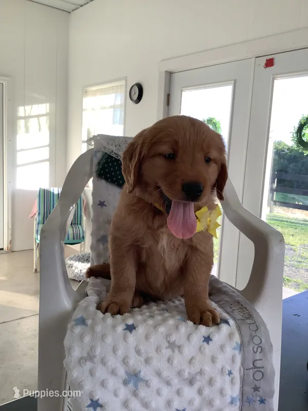 Manny – Golden Retriever puppy for sale in Baltic, OH