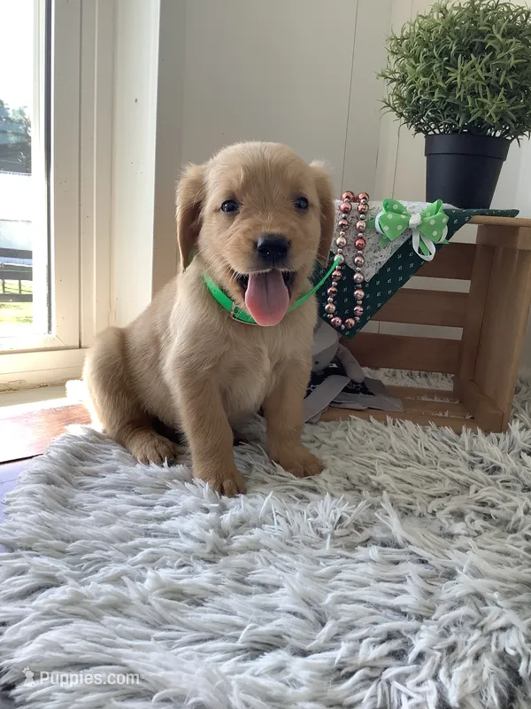 Kobe – Golden Retriever puppy on hold in Baltic, OH