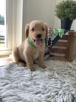 Kobe, a male Golden Retriever for sale in Baltic, OH – 5 of 9