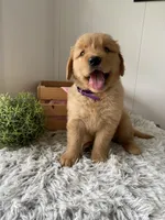 Lola, a female Golden Retriever for sale in Baltic, OH – 3 of 5