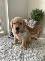 Tommy, a male Golden Retriever for sale in Baltic, OH – 1 of 9