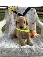 Zeke F1b Goldendoodle , a male Golden Retriever for sale in Baltic, OH – 6 of 8