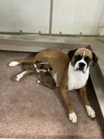 Leah, a female Boxer for sale in Baltic, OH – 2 of 4