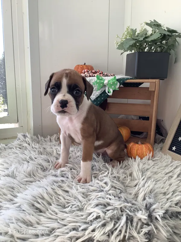 Lance  – Boxer puppy for sale in Baltic, OH