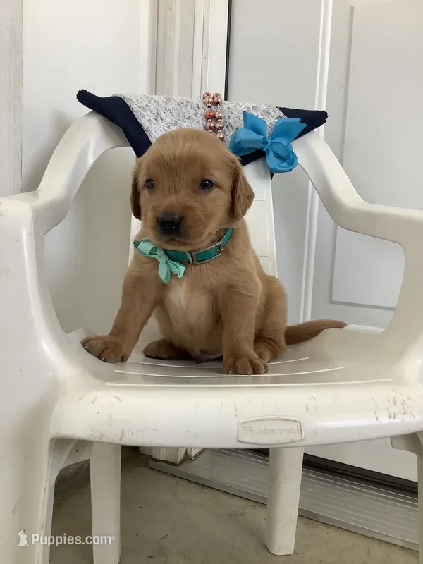 Rocky – Golden Retriever puppy for sale in Baltic, OH