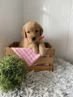 Nola, a female Golden Retriever for sale in Baltic, OH – 2 of 8