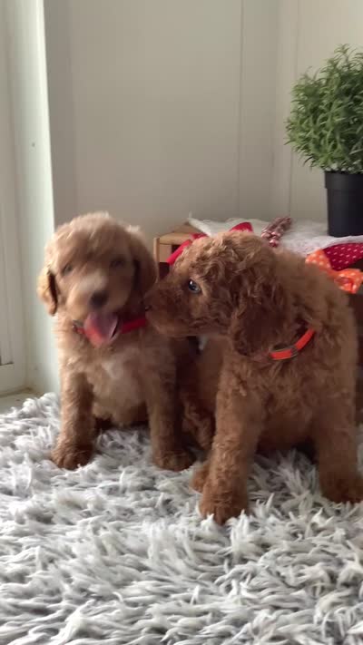 Lindsey-F1bb standard , a female Goldendoodle for sale in Baltic, OH – 7 of 9