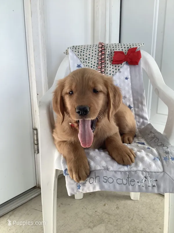 Sammy – Golden Retriever puppy for sale in Baltic, OH