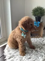Lee F1bb golden doodle , a male Goldendoodle for sale in Baltic, OH – 6 of 9