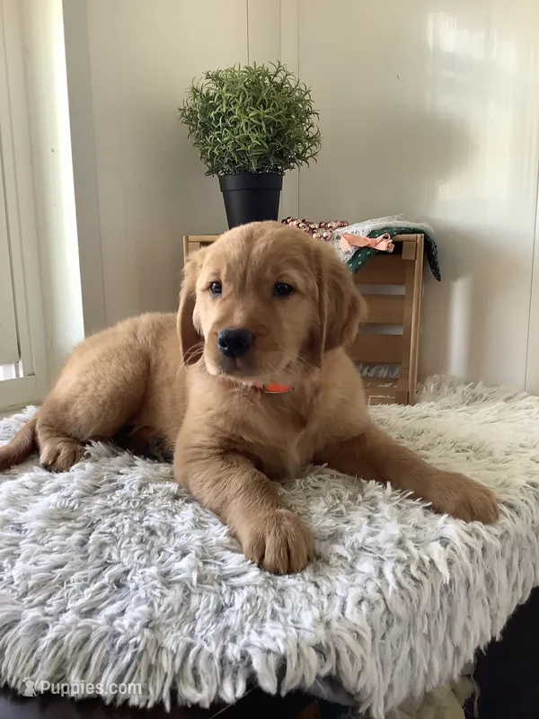 Bingo – Golden Retriever puppy for sale in Baltic, OH