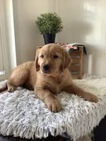 Bingo, a male Golden Retriever for sale in Baltic, OH – 1 of 9