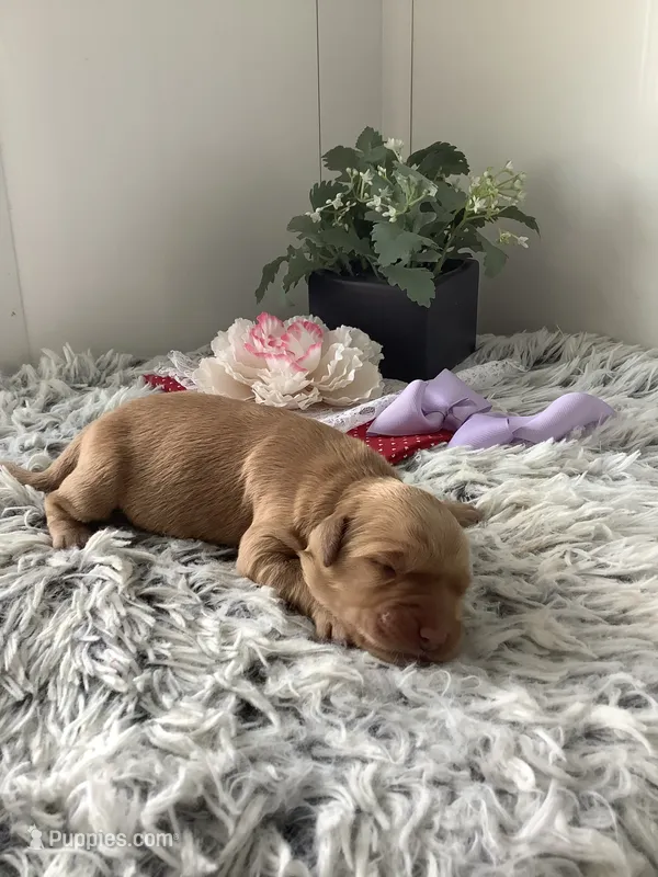 Sunshine  – Golden Retriever puppy for sale in Baltic, OH