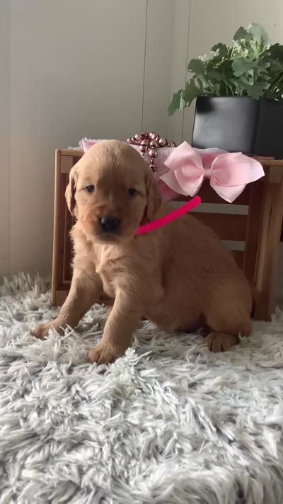 Sunshine , a female Golden Retriever for sale in Baltic, OH – 5 of 7
