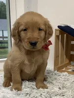 Sammy, a male Golden Retriever for sale in Baltic, OH – 3 of 7