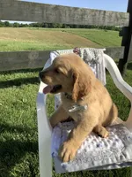 Wyatt, a male Golden Retriever for sale in Baltic, OH – 6 of 10