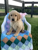 Penny, a female Golden Retriever for sale in Baltic, OH – 6 of 8