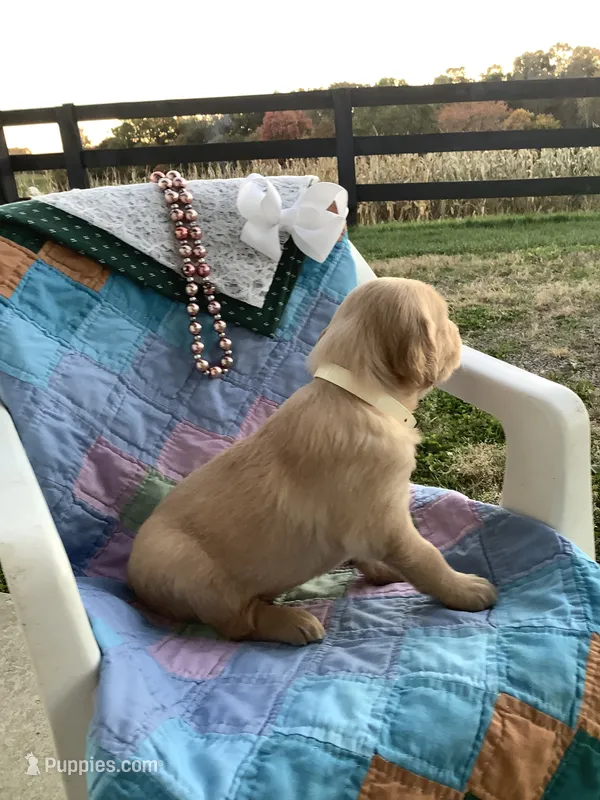 Johnny  – Golden Retriever puppy for sale in Baltic, OH