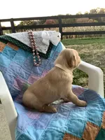 Johnny , a male Golden Retriever for sale in Baltic, OH – 1 of 8