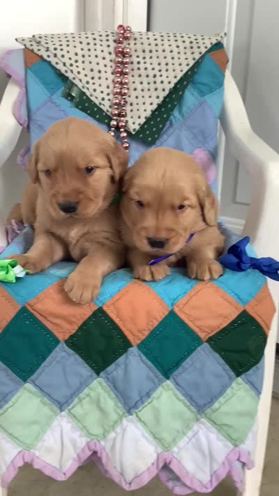 Ty, a male Golden Retriever for sale in Baltic, OH – 8 of 10