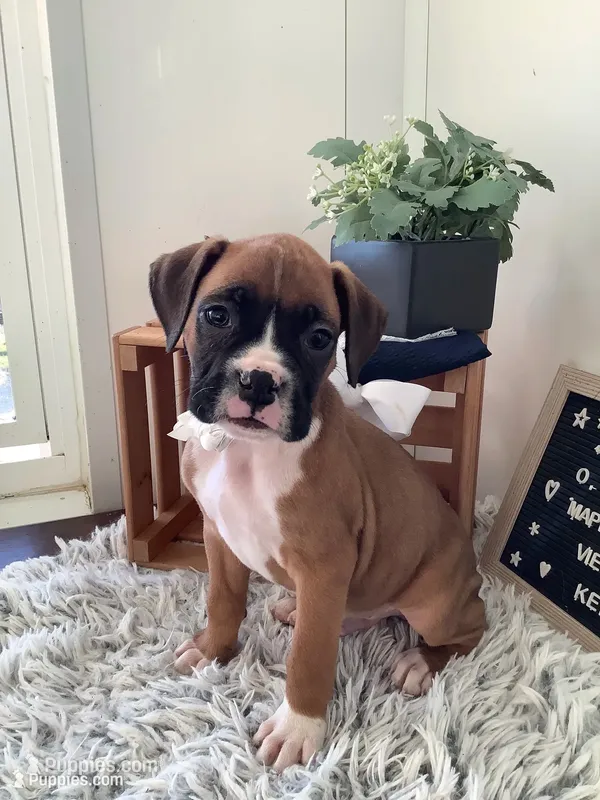 Leo – Boxer puppy for sale in Baltic, OH