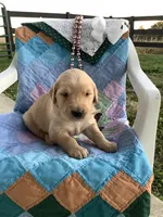 Johnny , a male Golden Retriever for sale in Baltic, OH – 4 of 8