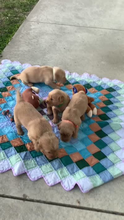 Johnny , a male Golden Retriever for sale in Baltic, OH – 5 of 8