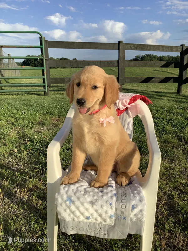Penny – Golden Retriever puppy for sale in Baltic, OH