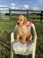 Connie, a female Golden Retriever for sale in Baltic, OH – 4 of 9