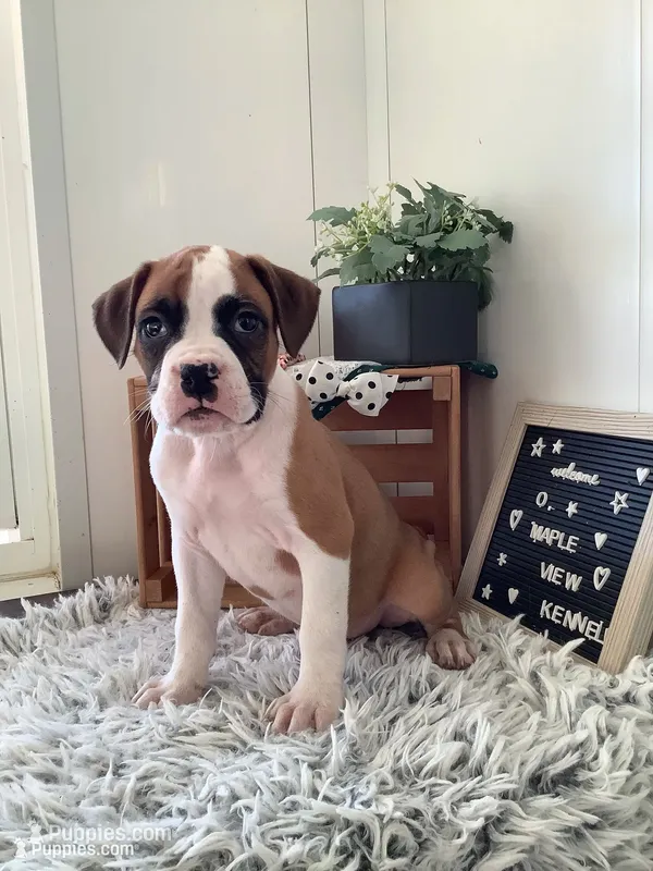 Terry – Boxer puppy for sale in Baltic, OH