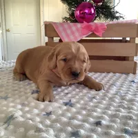 Pearl, a female Golden Retriever for sale in Baltic, OH – Photo 4 of 9