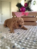 Pearl, a female Golden Retriever for sale in Baltic, OH – Photo 4 of 9