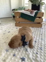 Simon, a male Golden Retriever for sale in Baltic, OH – Photo 3 of 6