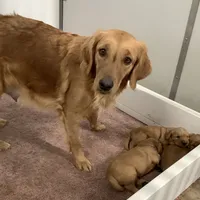 Pearl, a female Golden Retriever for sale in Baltic, OH – Photo 9 of 9