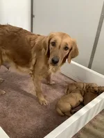 Pearl, a female Golden Retriever for sale in Baltic, OH – Photo 9 of 9