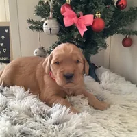 Pearl, a female Golden Retriever for sale in Baltic, OH – Photo 1 of 9