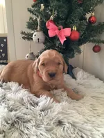 Pearl, a female Golden Retriever for sale in Baltic, OH – Photo 1 of 9