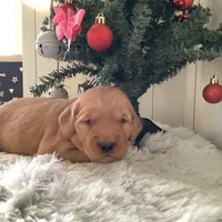 Pearl, a female Golden Retriever for sale in Baltic, OH – Photo 5 of 9