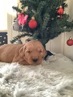 Pearl, a female Golden Retriever for sale in Baltic, OH – Photo 5 of 9