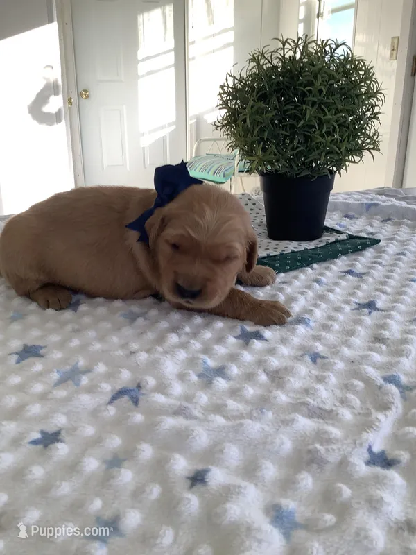 Beetle  – Golden Retriever puppy for sale in Baltic, OH