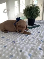Beetle , a male Golden Retriever for sale in Baltic, OH – 3 of 6