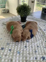 Beetle , a male Golden Retriever for sale in Baltic, OH – 4 of 6