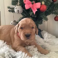 Pearl, a female Golden Retriever for sale in Baltic, OH – Photo 6 of 9