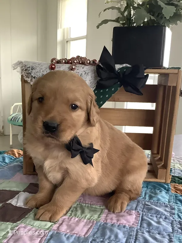 Simon – Golden Retriever puppy for sale in Baltic, OH
