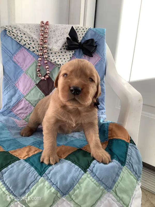 Simon – Golden Retriever puppy for sale in Baltic, OH