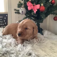 Pearl, a female Golden Retriever for sale in Baltic, OH – Photo 3 of 9