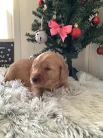 Pearl, a female Golden Retriever for sale in Baltic, OH – Photo 3 of 9