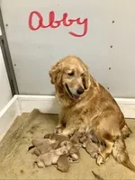 Beetle , a male Golden Retriever for sale in Baltic, OH – 6 of 6