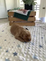 Simon, a male Golden Retriever for sale in Baltic, OH – Photo 2 of 6