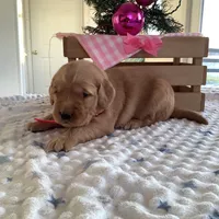 Pearl, a female Golden Retriever for sale in Baltic, OH – Photo 2 of 9